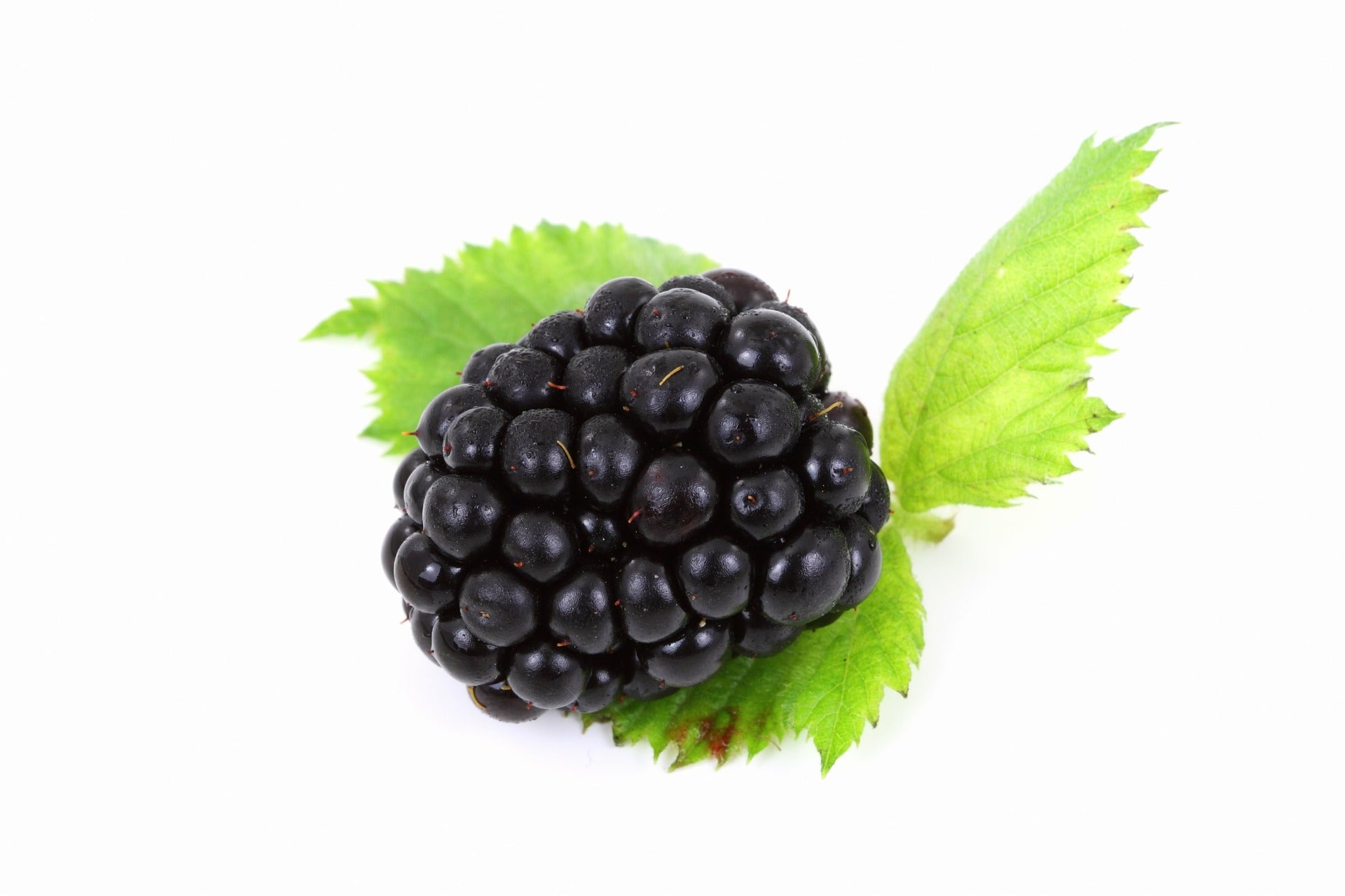 Berry Blackberry