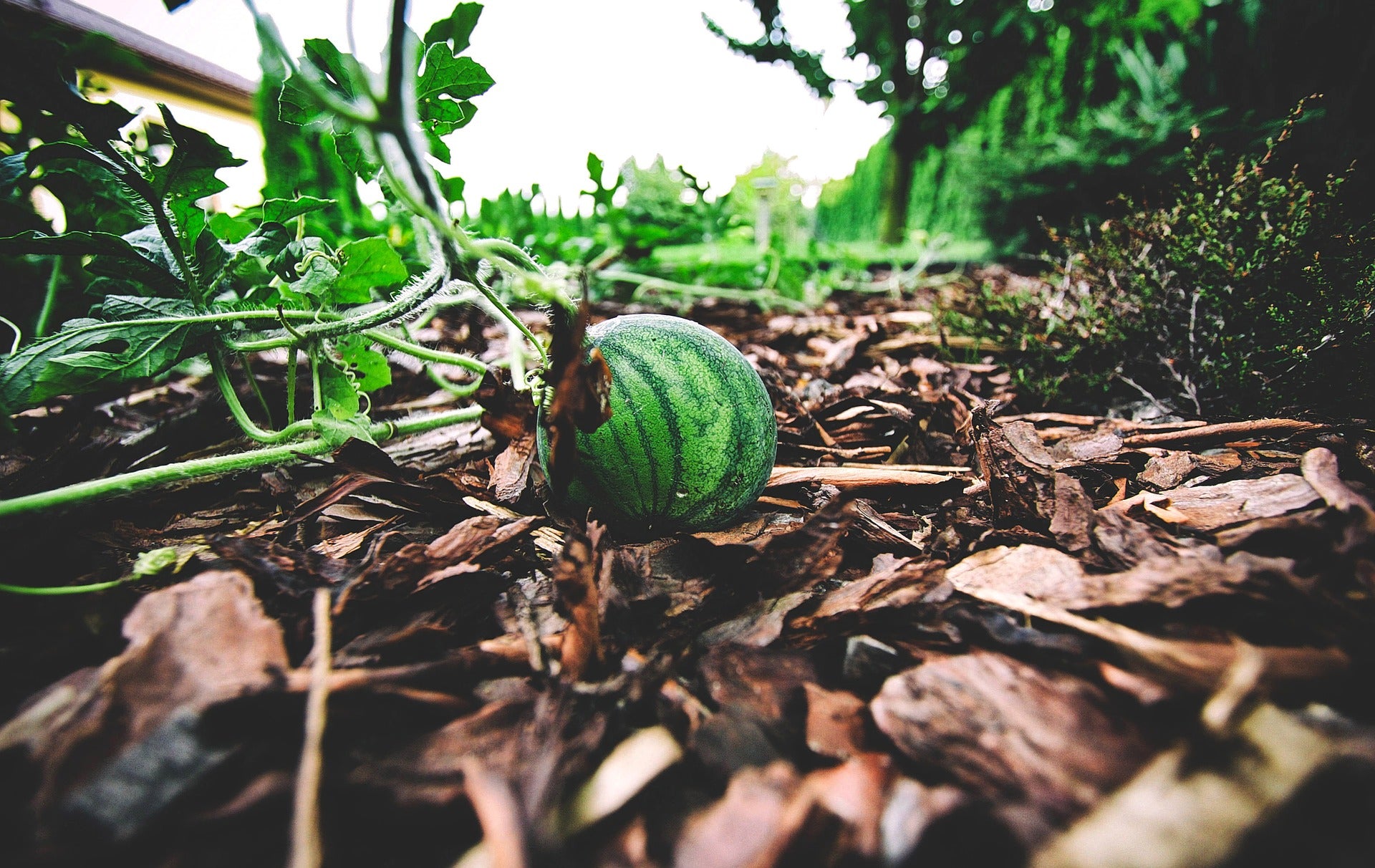 Watermelon (mini / personal size)